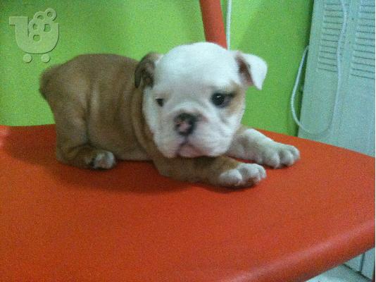 PoulaTo: ENGLISH BULLDOG Μπουλντόγκ